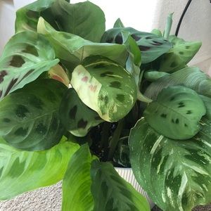 Variegated Maranta Prayer Plant